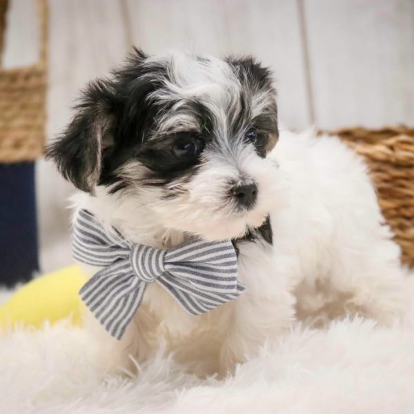 Morkie Puppy for Sale