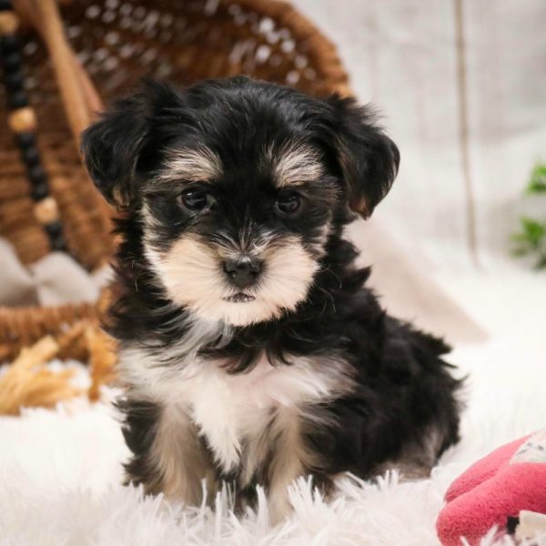 Morkie Puppy for Sale