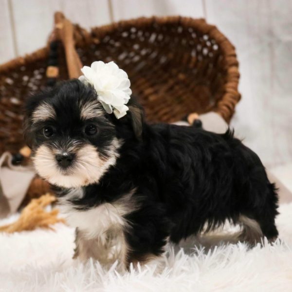 Morkie Puppy for Sale