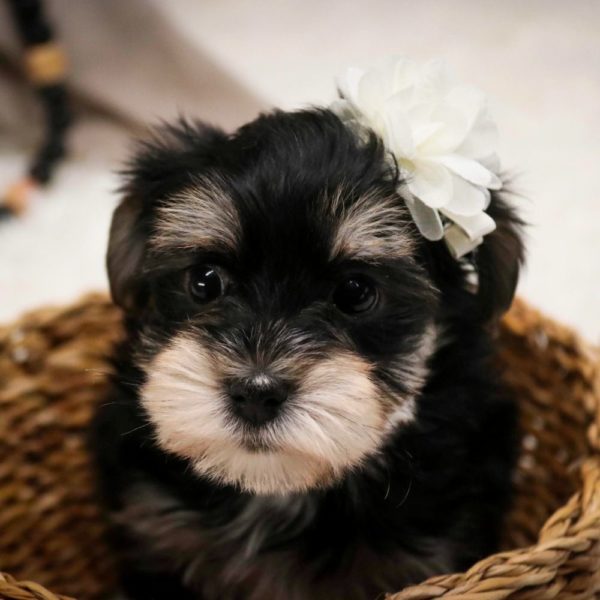 Morkie Puppy for Sale