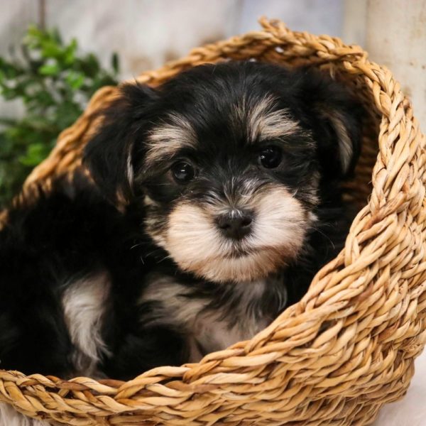 Morkie Puppy for Sale