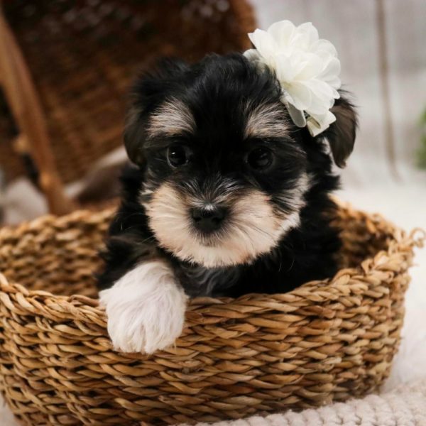 Morkie Puppy for Sale