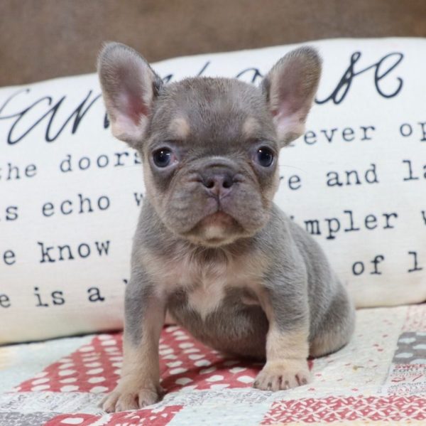 French Bulldog Puppy for Sale