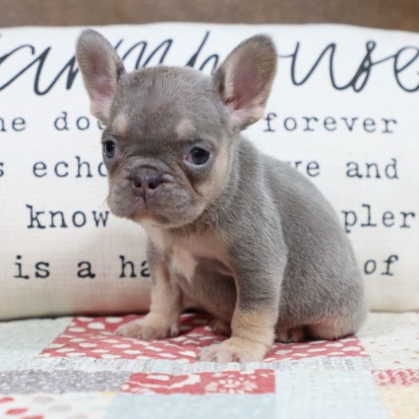 French Bulldog Puppy for Sale