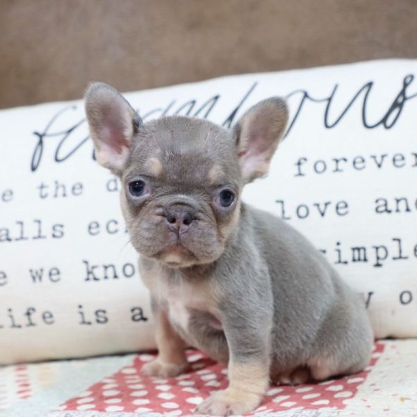 French Bulldog Puppy for Sale