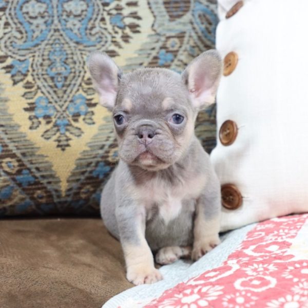 French Bulldog Puppy for Sale