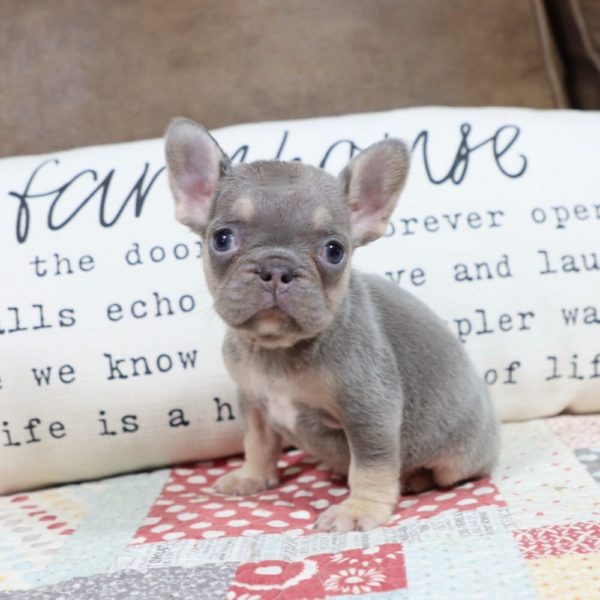 French Bulldog Puppy for Sale