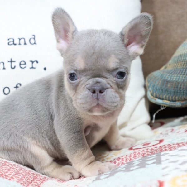 French Bulldog Puppy for Sale