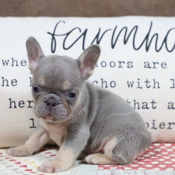 French Bulldog Puppy for Sale