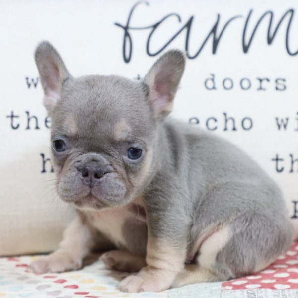 French Bulldog Puppy for Sale