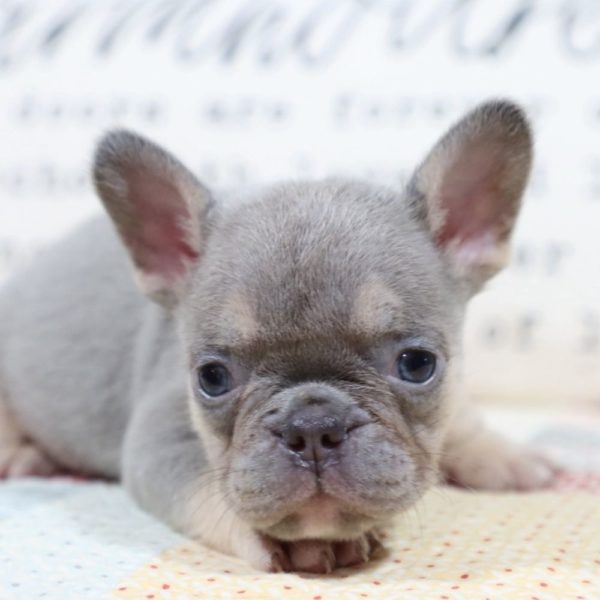 French Bulldog Puppy for Sale