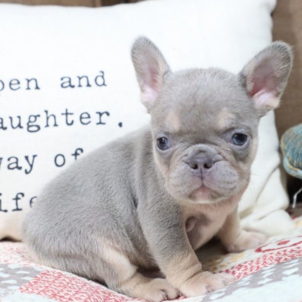 French Bulldog Puppy for Sale