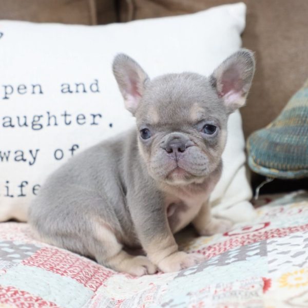 French Bulldog Puppy for Sale