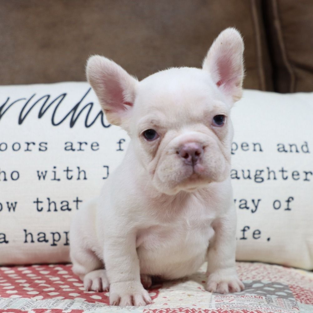 French Bulldog Puppy for Sale in NYC