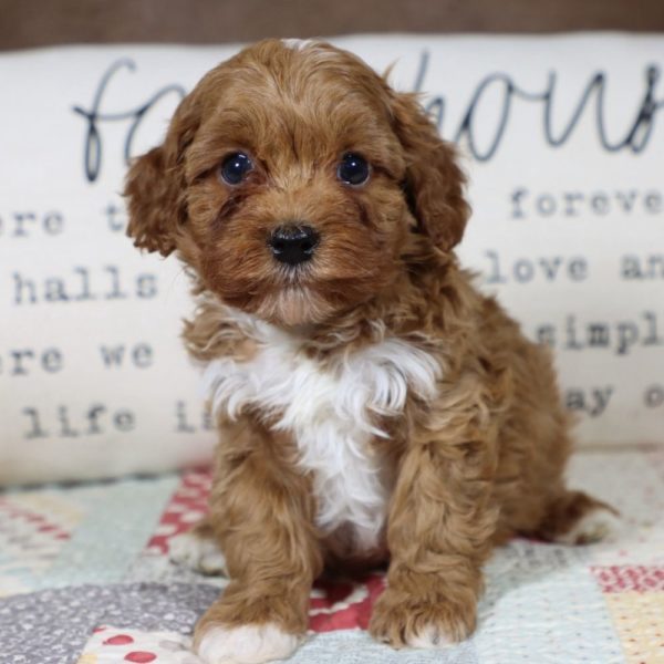 F1b Toy Cavapoo Puppy for Sale