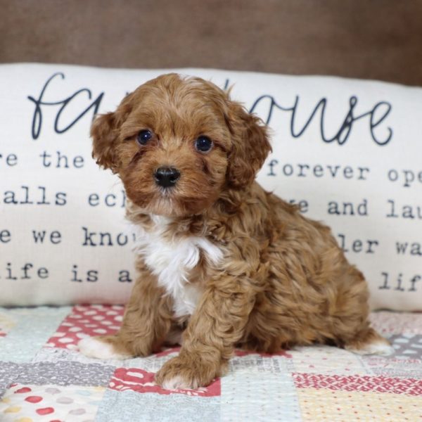 F1b Toy Cavapoo Puppy for Sale