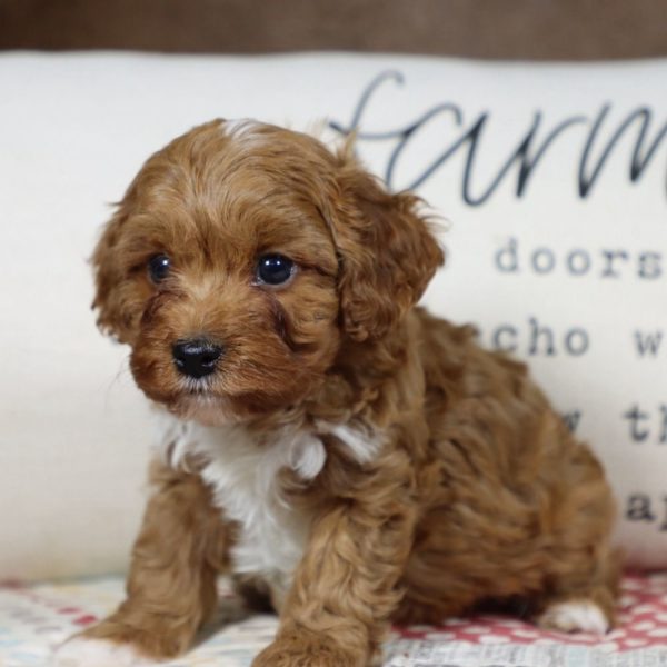 F1b Toy Cavapoo Puppy for Sale