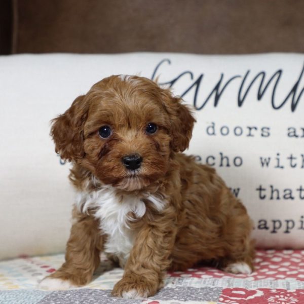 F1b Toy Cavapoo Puppy for Sale