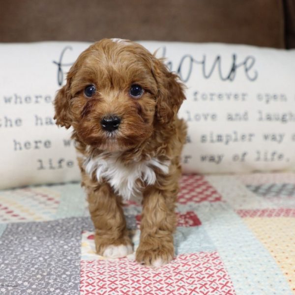 F1b Toy Cavapoo Puppy for Sale