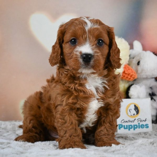 F1 Cavapoo Puppy for Sale