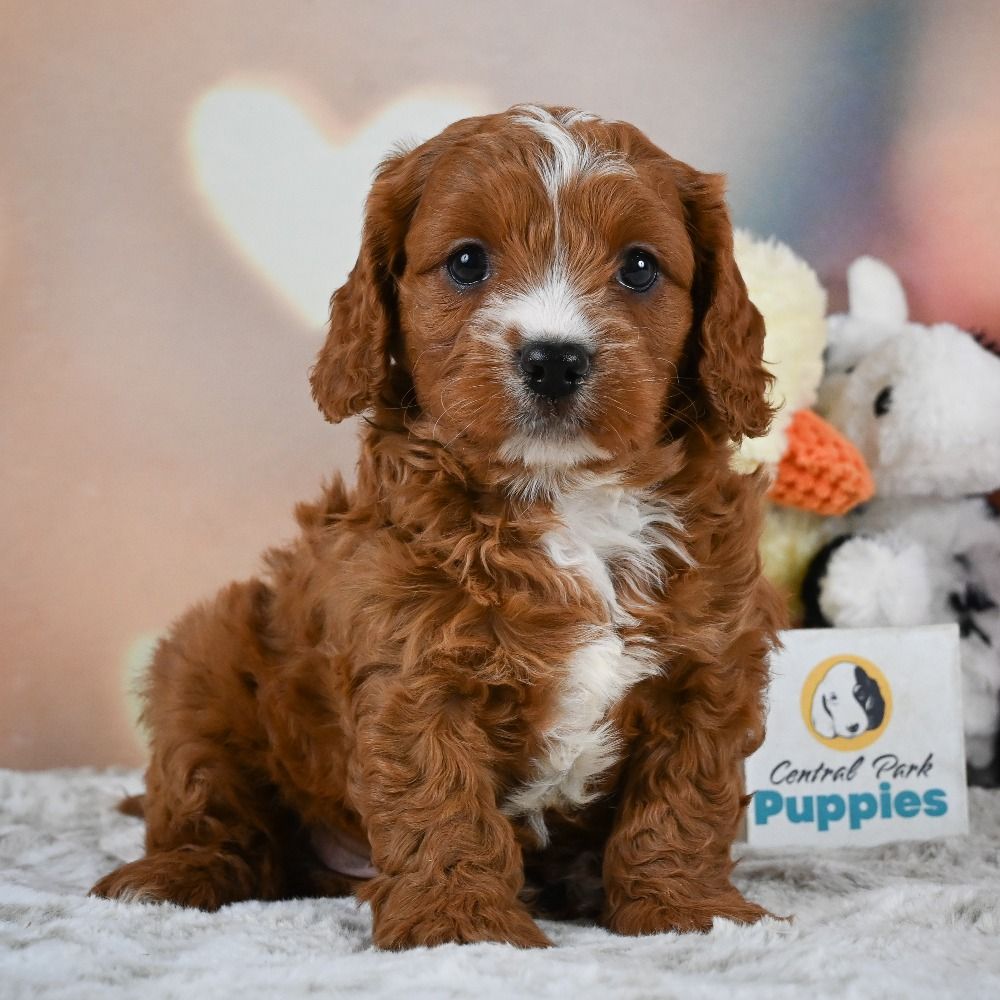 F1 Cavapoo Puppy for Sale in NYC