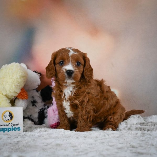 F1 Cavapoo Puppy for Sale