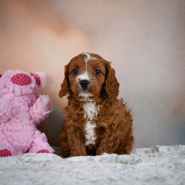 F1 Cavapoo Puppy for Sale