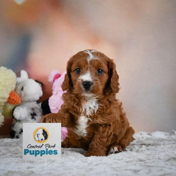 F1 Cavapoo Puppy for Sale