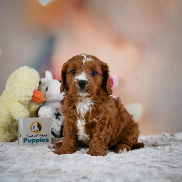 F1 Cavapoo Puppy for Sale