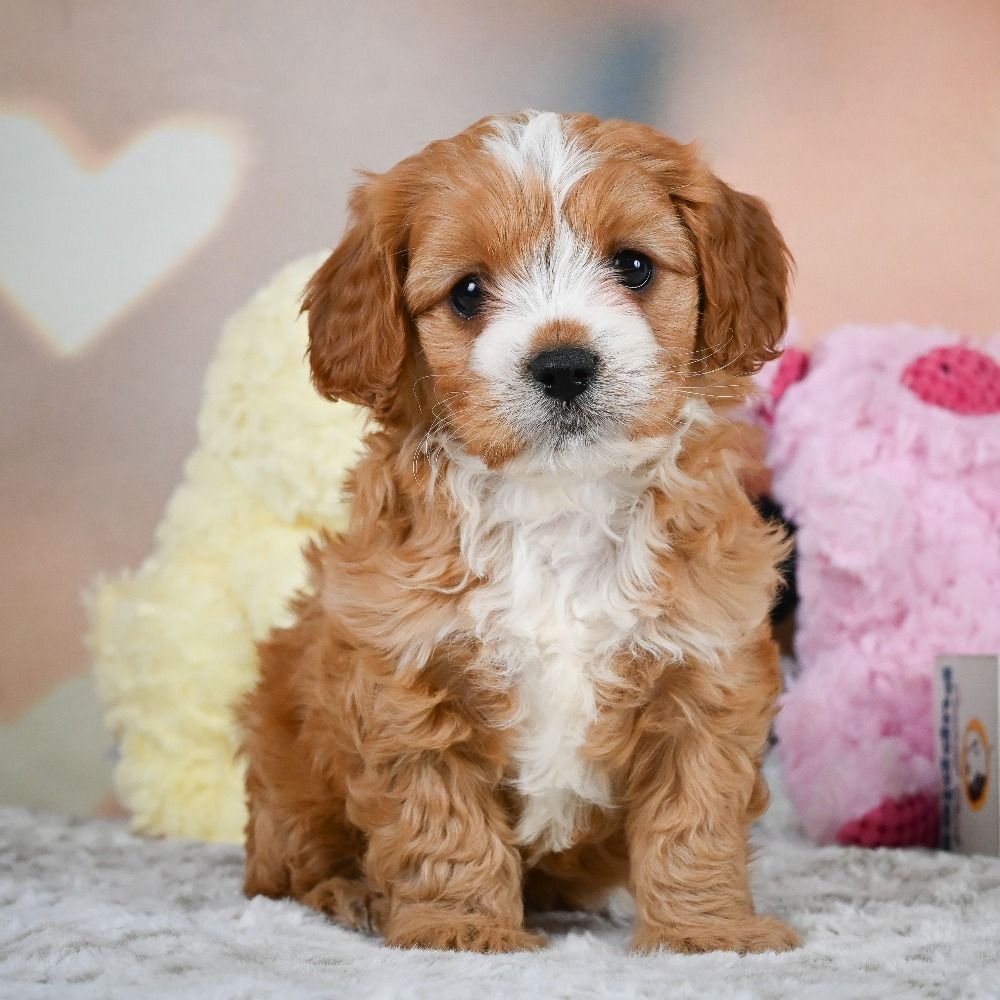 F1 Cavapoo Puppy for Sale in NYC