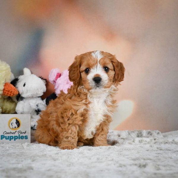 F1 Cavapoo Puppy for Sale