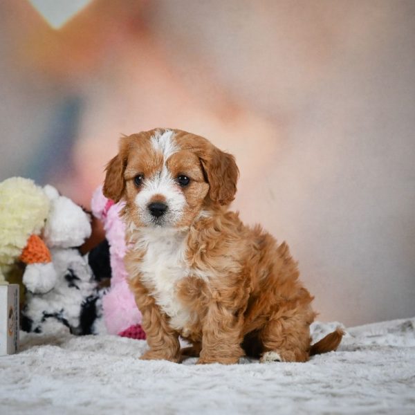 F1 Cavapoo Puppy for Sale