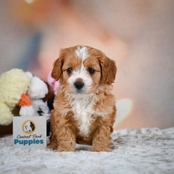 F1 Cavapoo Puppy for Sale