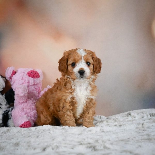 F1 Cavapoo Puppy for Sale