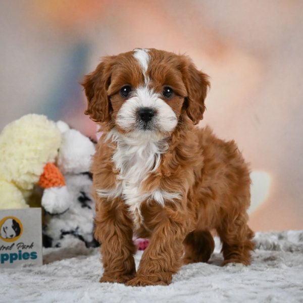 F1 Cavapoo Puppy for Sale