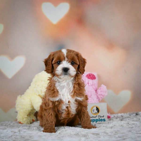 F1 Cavapoo Puppy for Sale