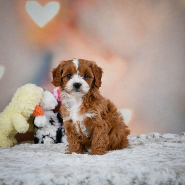 F1 Cavapoo Puppy for Sale