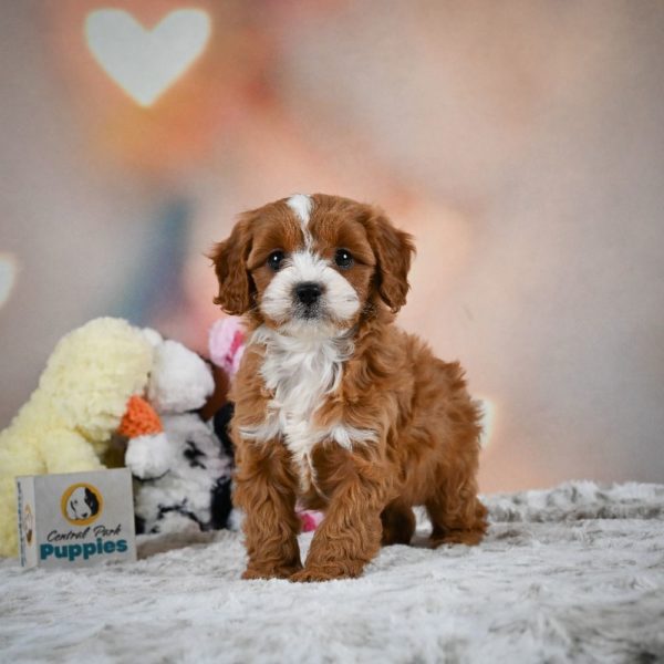 F1 Cavapoo Puppy for Sale