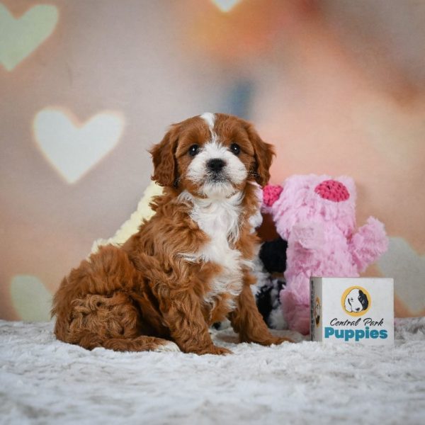 F1 Cavapoo Puppy for Sale