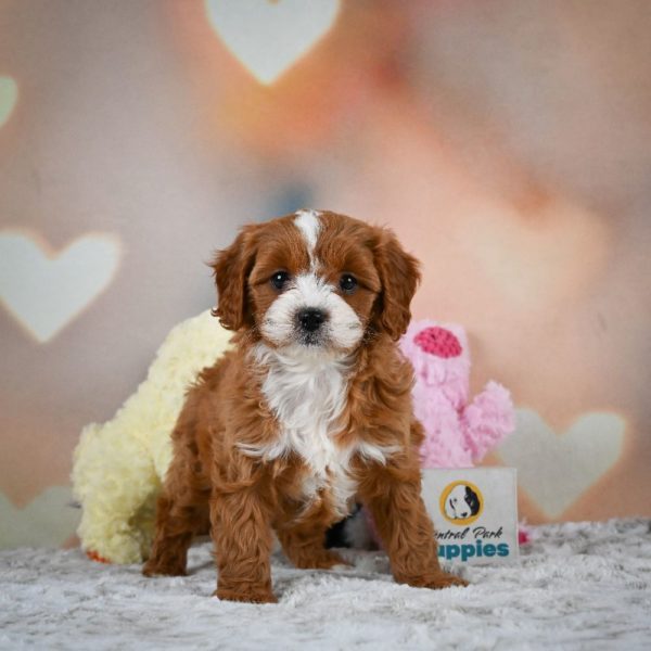 F1 Cavapoo Puppy for Sale