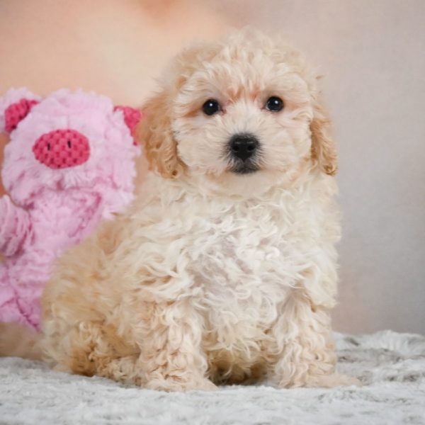 F1 Maltipoo Puppy for Sale