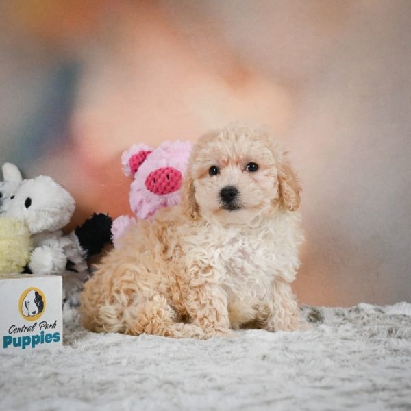 F1 Maltipoo Puppy for Sale