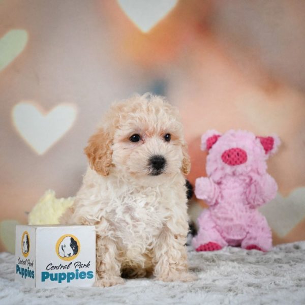 F1 Maltipoo Puppy for Sale