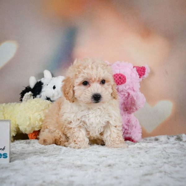 F1 Maltipoo Puppy for Sale