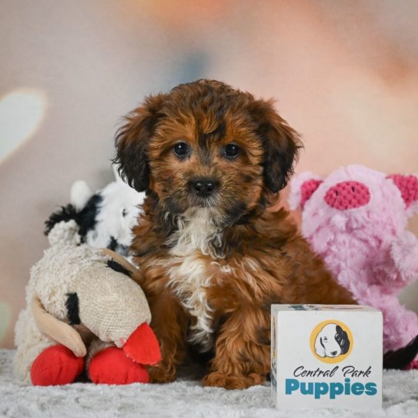 Shihpoo Puppy for Sale