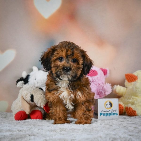 Shihpoo Puppy for Sale