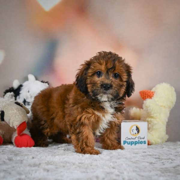 Shihpoo Puppy for Sale