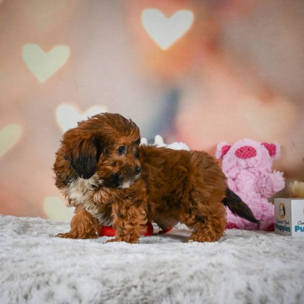 Shihpoo Puppy for Sale