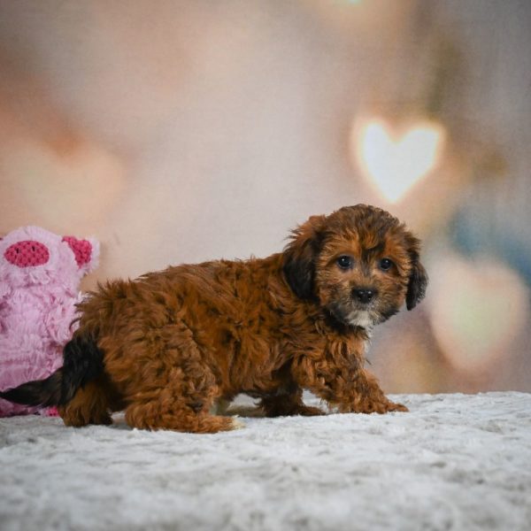 Shihpoo Puppy for Sale