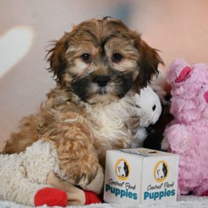 Shihpoo Puppy for Sale